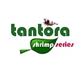 Tantora