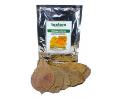 Tantora Tantora extra large catappa leaves