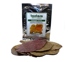 Tantora Tantora medium catappa bladeren