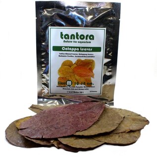 Tantora Tantora medium catappa Blätter