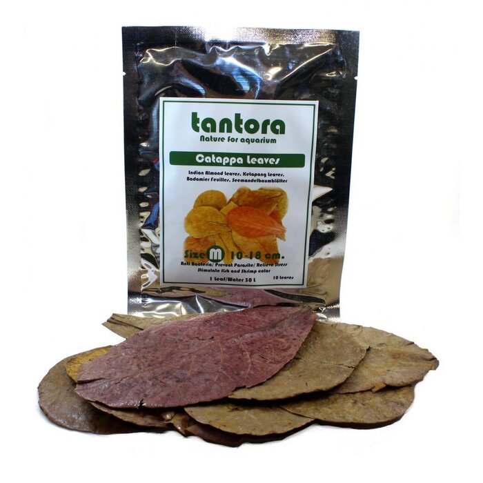 Tantora Tantora medium catappa bladeren