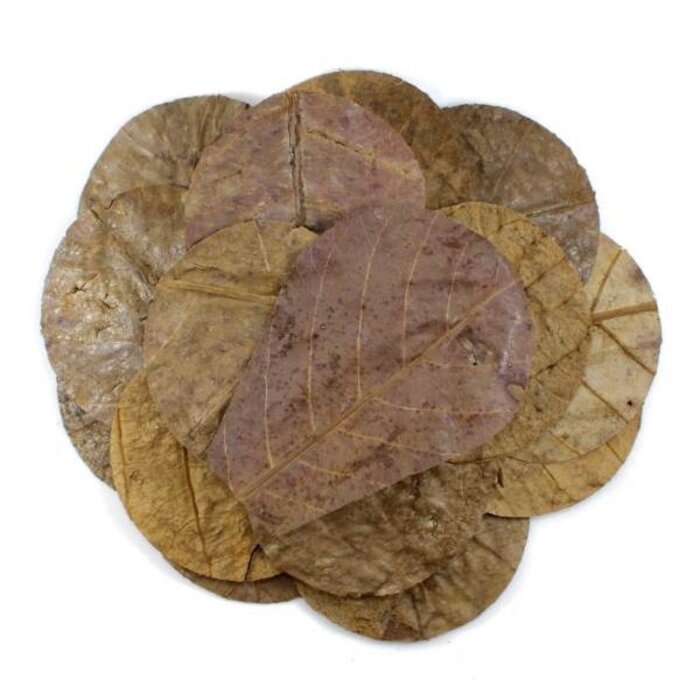 Tantora Tantora nano catappa leaves