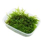 Tropica Christmas moss