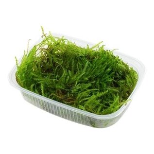 Tropica Spiky moss in cup, 75 of 150 cc