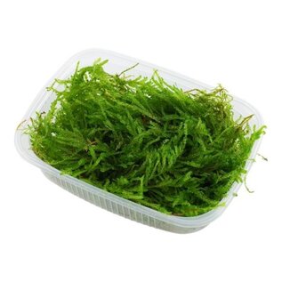 Tropica Weeping moss 20 grams / 150cc