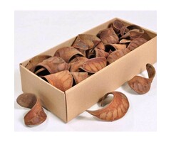 Onlineaquarium spullen AquaCurl 8-10 cm