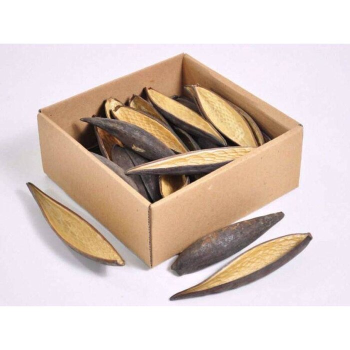 Onlineaquarium spullen Canoinhas pods 10-14cm