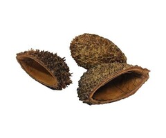 Onlineaquarium spullen Bolster pod 8-12cm