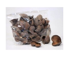 Onlineaquarium spullen Badam noot 5-8cm