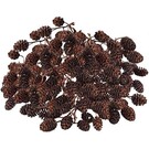 Onlineaquarium spullen Alder cones