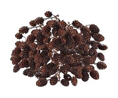 Onlineaquarium spullen Alder cones