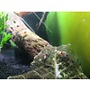 Onlineaquarium spullen Crystal red grade SS