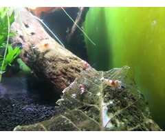 Onlineaquarium spullen Crystal red grade SS