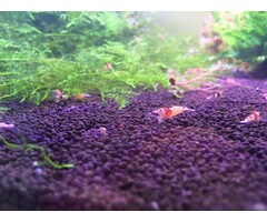 Onlineaquarium spullen Crystal red grade SSS