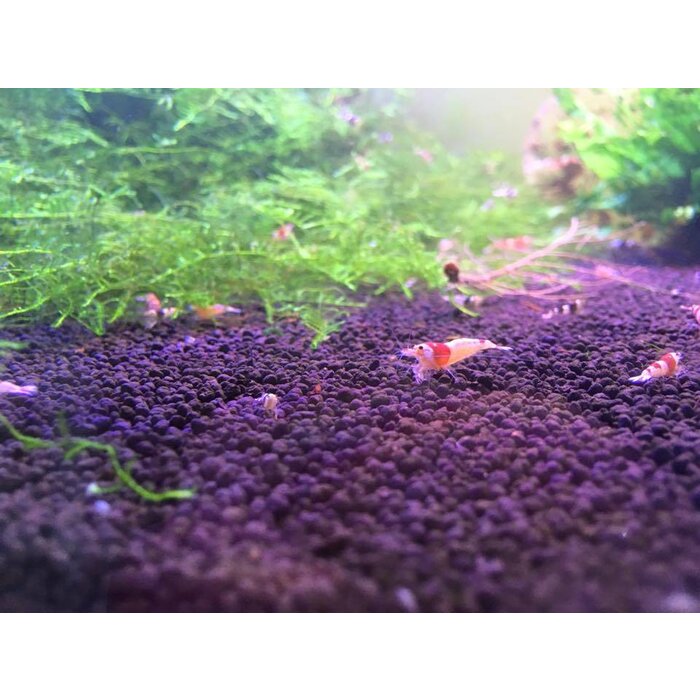 Onlineaquarium spullen Crystal red grade SSS