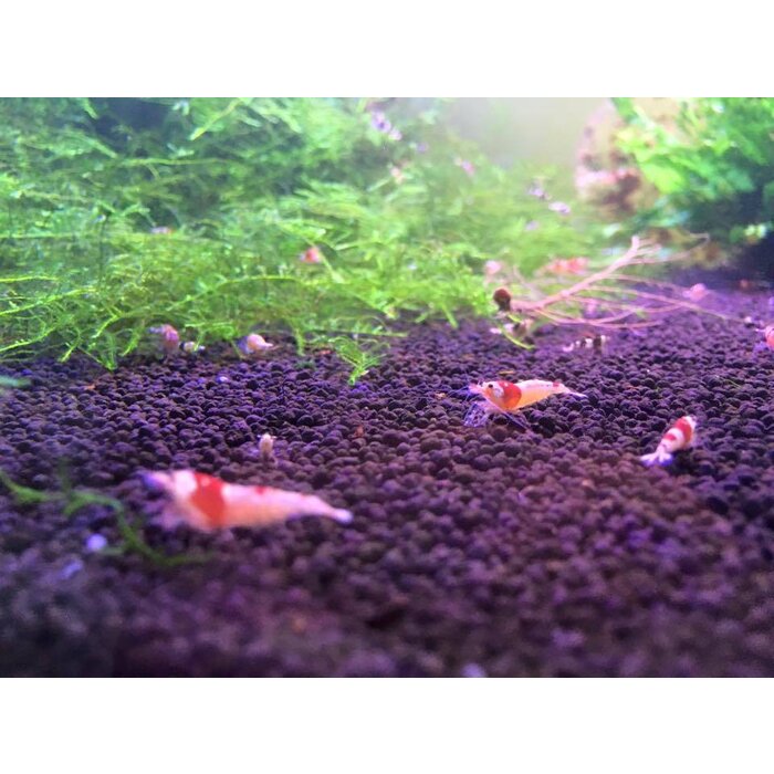 Onlineaquarium spullen Crystal red grade SSS