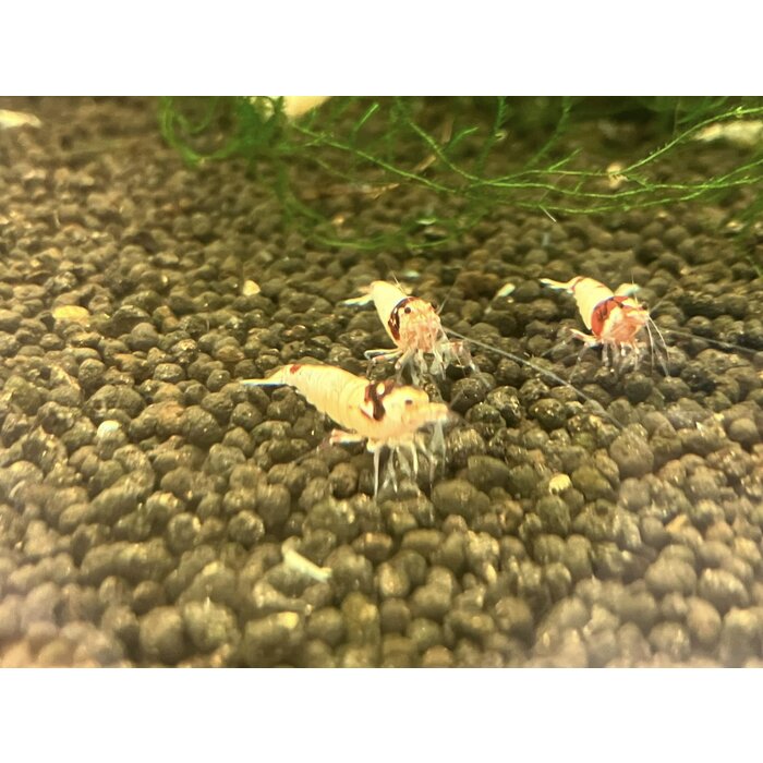 Onlineaquarium spullen Red wine shrimp SS / Mosura pattern