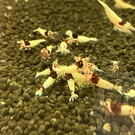 Onlineaquarium spullen Red wine garnalen SS / Mosura tekening