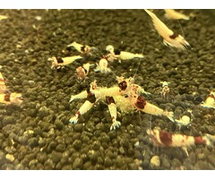 Onlineaquarium spullen Red wine shrimp SS / Mosura pattern