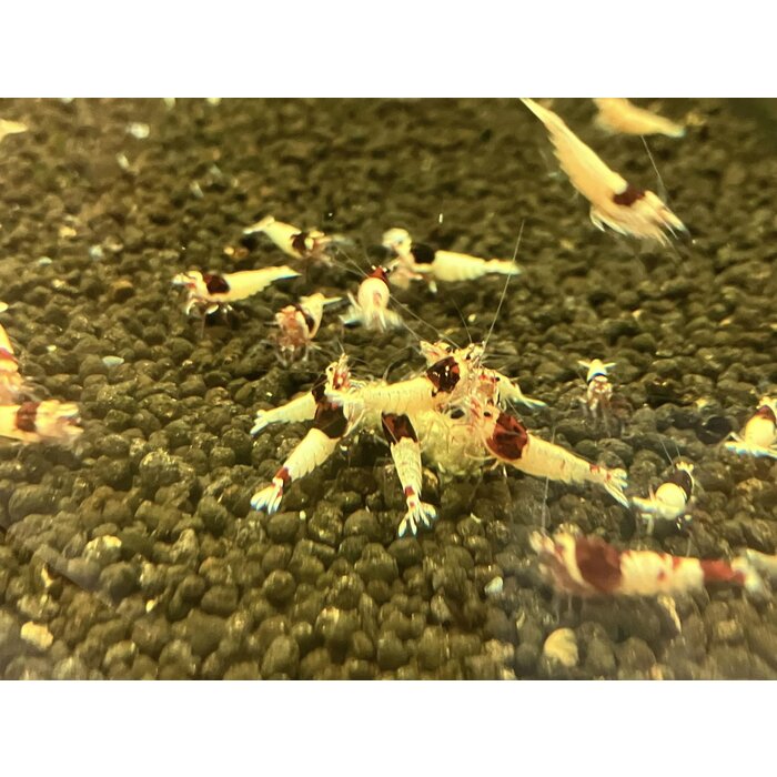Onlineaquarium spullen Red wine shrimp SS / Mosura pattern
