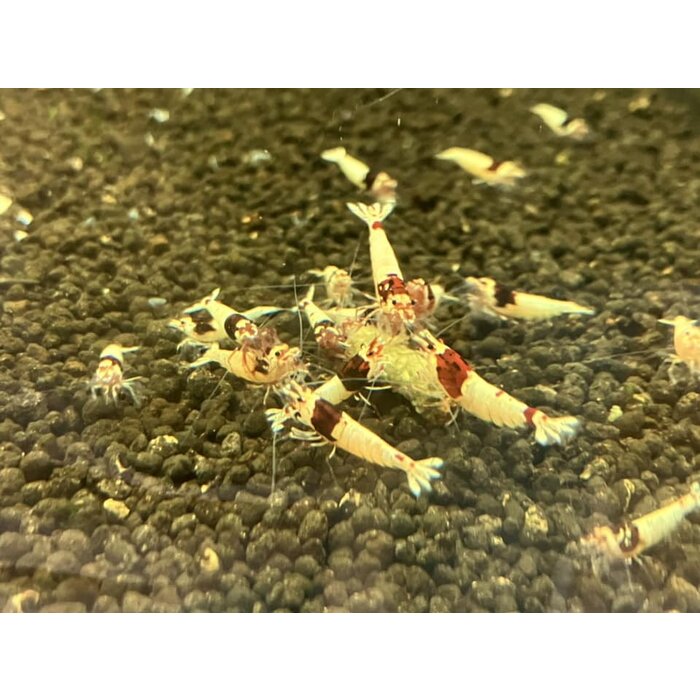 Onlineaquarium spullen Red wine garnelen SS / Mosura pattern