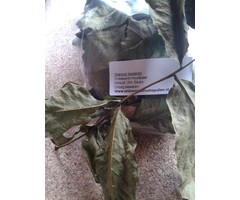 Onlineaquarium spullen Walnut leaves