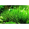 Onlineaquarium spullen Creeping moss in 75cc cup