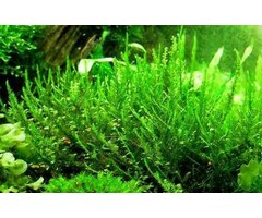 Onlineaquarium spullen Creeping moss in 75cc cup