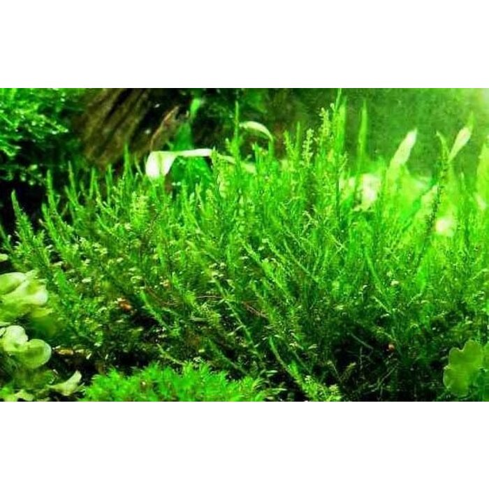 Onlineaquarium spullen Creeping moss in 75cc cup