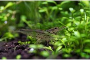 Caridina Multidentata / Japonica XL garnelen - group of 10