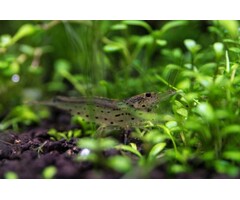 Caridina Multidentata / Japonica XL shrimp - group of 10