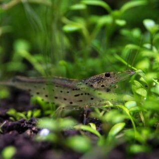 YukiShrimp Caridina Multidentata / Japonica XL garnelen - group of 10