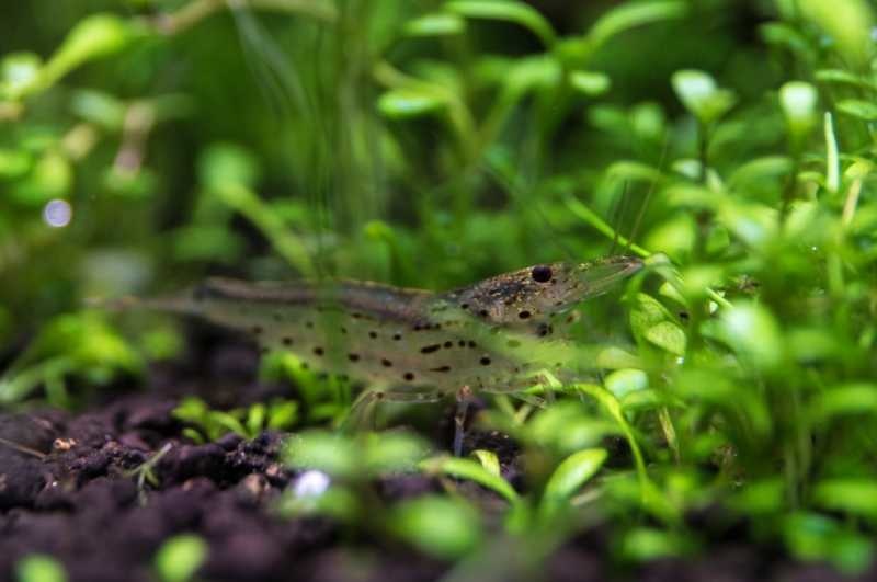 Caridina Multidentata / Japonica XL garnelen - group of 10