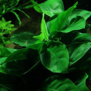 Tropica Driftwood + suction cup with Anubias Nana