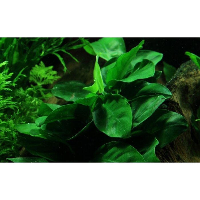 Tropica Driftwood + suction cup with Anubias Nana
