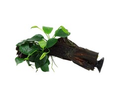 Tropica Kienhout + zuignap met Anubias Nana