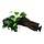 Driftwood + suction cup with Anubias Nana