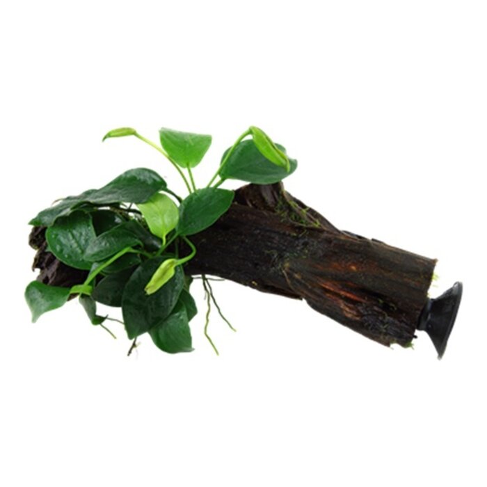 Tropica Kienhout + zuignap met Anubias Nana