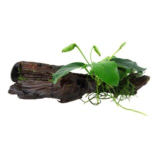 Tropica Driftwood + suction cup with Anubias Nana