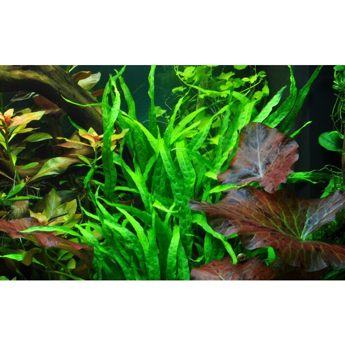 Tropica Kienhout + zuignap met Javavaren sp. 'Narrow'