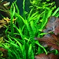 Tropica Microsorum pteropus 'Narrow' auf Holz mit Saugnapf