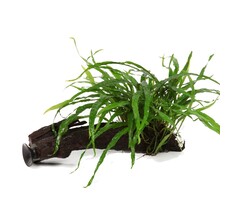 Tropica Microsorum pteropus 'Narrow' on wood with suction cup