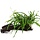 Microsorum pteropus 'Narrow' on wood with suction cup