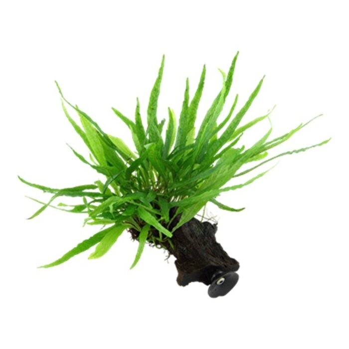 Tropica Microsorum pteropus 'Narrow' auf Holz mit Saugnapf