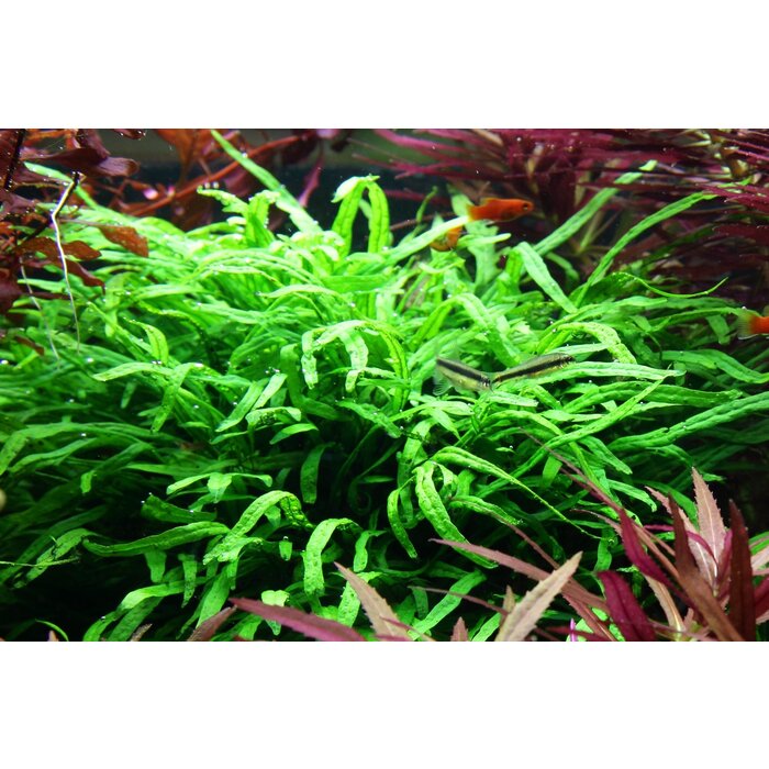 Tropica Kienhout + zuignap met Javavaren sp. 'Trident'