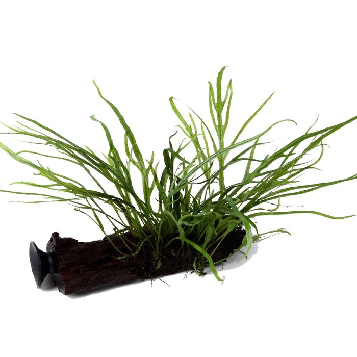 Tropica Kienhout + zuignap met Javavaren sp. 'Trident'