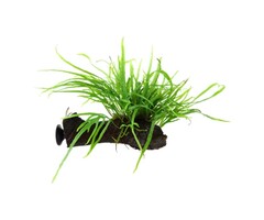 Tropica Kienhout + zuignap met Javavaren sp. 'Trident'