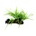 Microsorum pteropus 'Trident' auf Holz mit Saugnapf