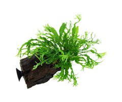 Tropica Microsorum pteropus 'Windeløv' auf Holz mit Saugnapf