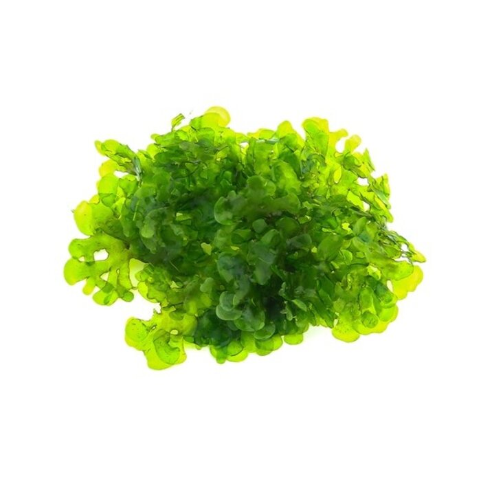 Lomariopsis lineata in 75cc cup